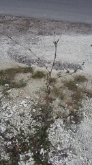 Seseli dichotomum