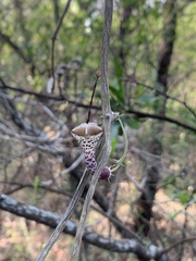 Ceropegia haygarthii
