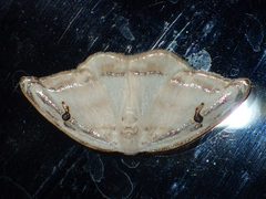 Callidrepana gelidata