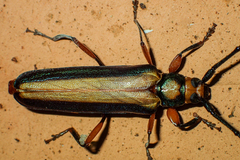 Xystrocera festiva