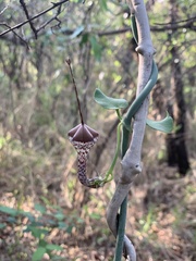 Ceropegia haygarthii