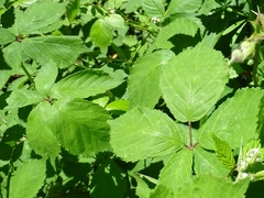 Rubus rubritinctus