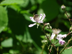 Rubus rubritinctus