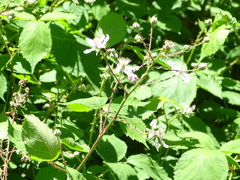 Rubus rubritinctus