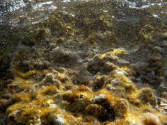 Microlipophrys canevae