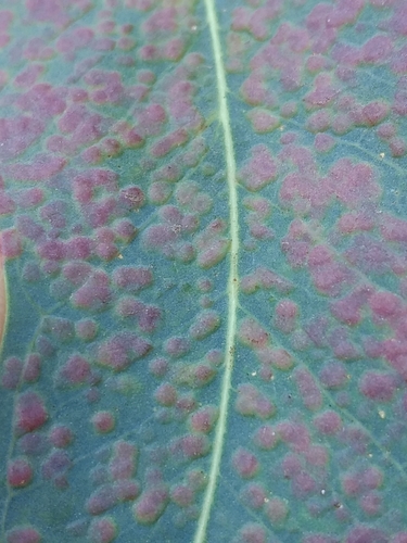 Australian Eucalyptus Leafgall Wasp photo 3