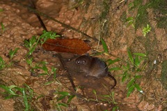 Short-Tailed Spiny-Rat photo 3