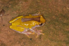Dendropsophus triangulum