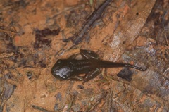 Phyllomedusa