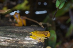 Dendropsophus triangulum