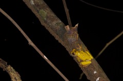 Dendropsophus triangulum