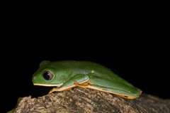 Callimedusa tomopterna
