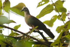 Patagioenas