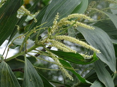Acacia mangium