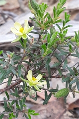 Hibbertia australis