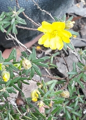 Hibbertia australis