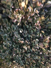 Buxus sempervirens