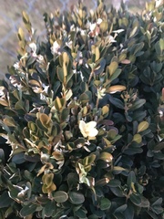 Buxus sempervirens