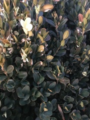 Buxus sempervirens