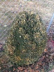 Buxus sempervirens