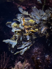 Dictyopteris undulata