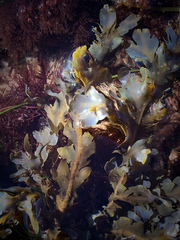 Dictyopteris undulata