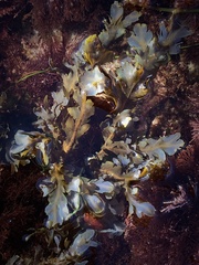 Dictyopteris undulata