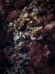 Dictyopteris undulata