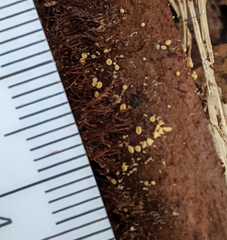 Lachnum pteridophyllum