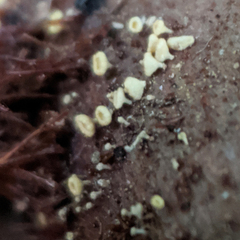 Lachnum pteridophyllum