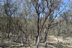 Eucalyptus albens