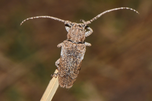 Niphona picticornis