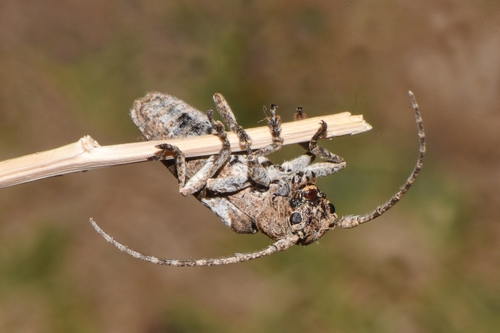 Niphona picticornis