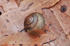 Ponderconcha murphyi