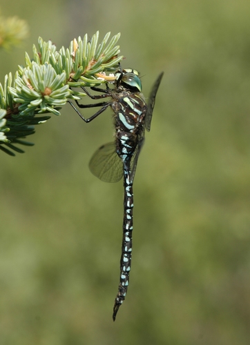 Subarctic Darner