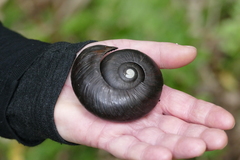 Powelliphanta