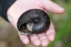 Powelliphanta