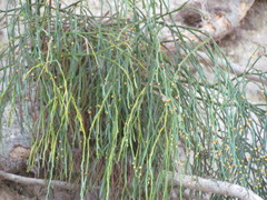 Psilotum