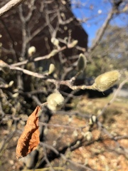 Magnolia loebneri