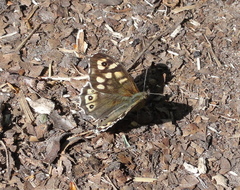Pararge aegeria