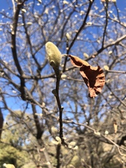 Magnolia loebneri