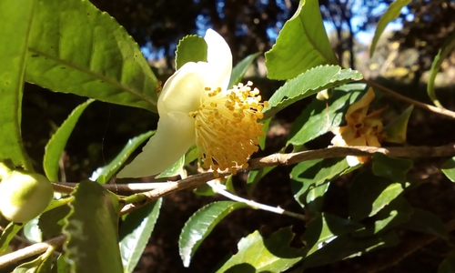 Camellia sinensis