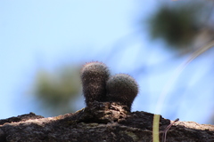 Mammillaria jaliscana jaliscana