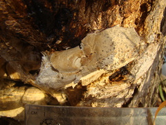 Pseudospongipellis delectans