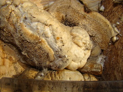 Pseudospongipellis delectans