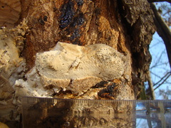 Pseudospongipellis delectans