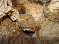 Pseudospongipellis delectans