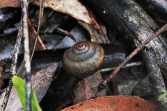 Ponderconcha murphyi