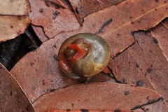 Ponderconcha murphyi