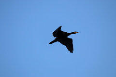 Phalacrocorax carbo